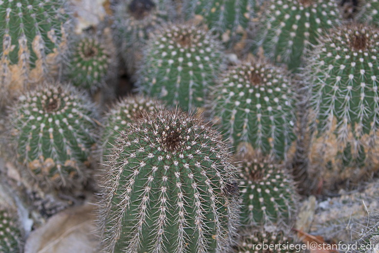 arizona garden